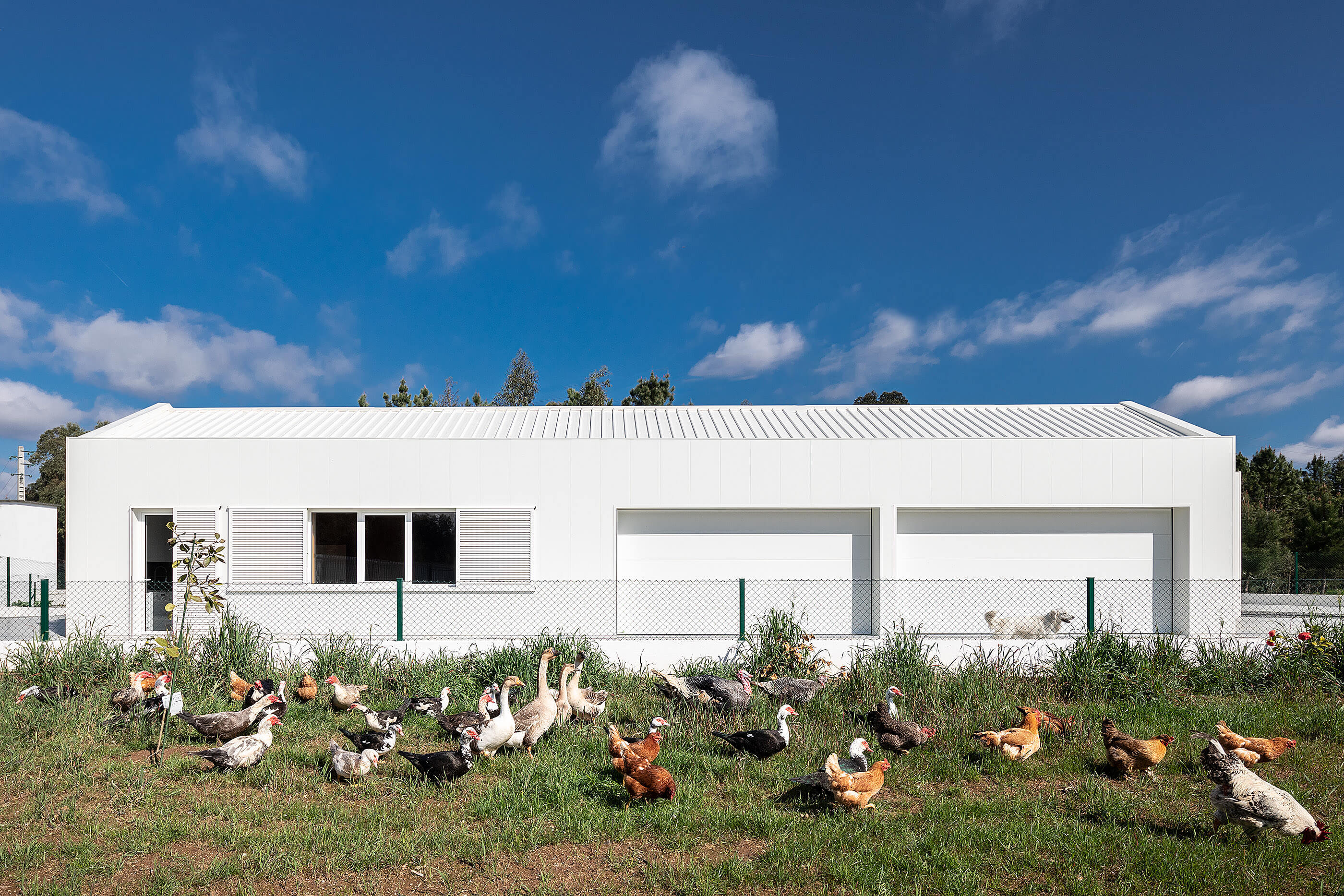 Fachada lateral da adega, branca e linear, com galinhas e patos no relvado em frente. — Adega do Castanheirinho arquitetura João Albano Arquitecto em Águeda