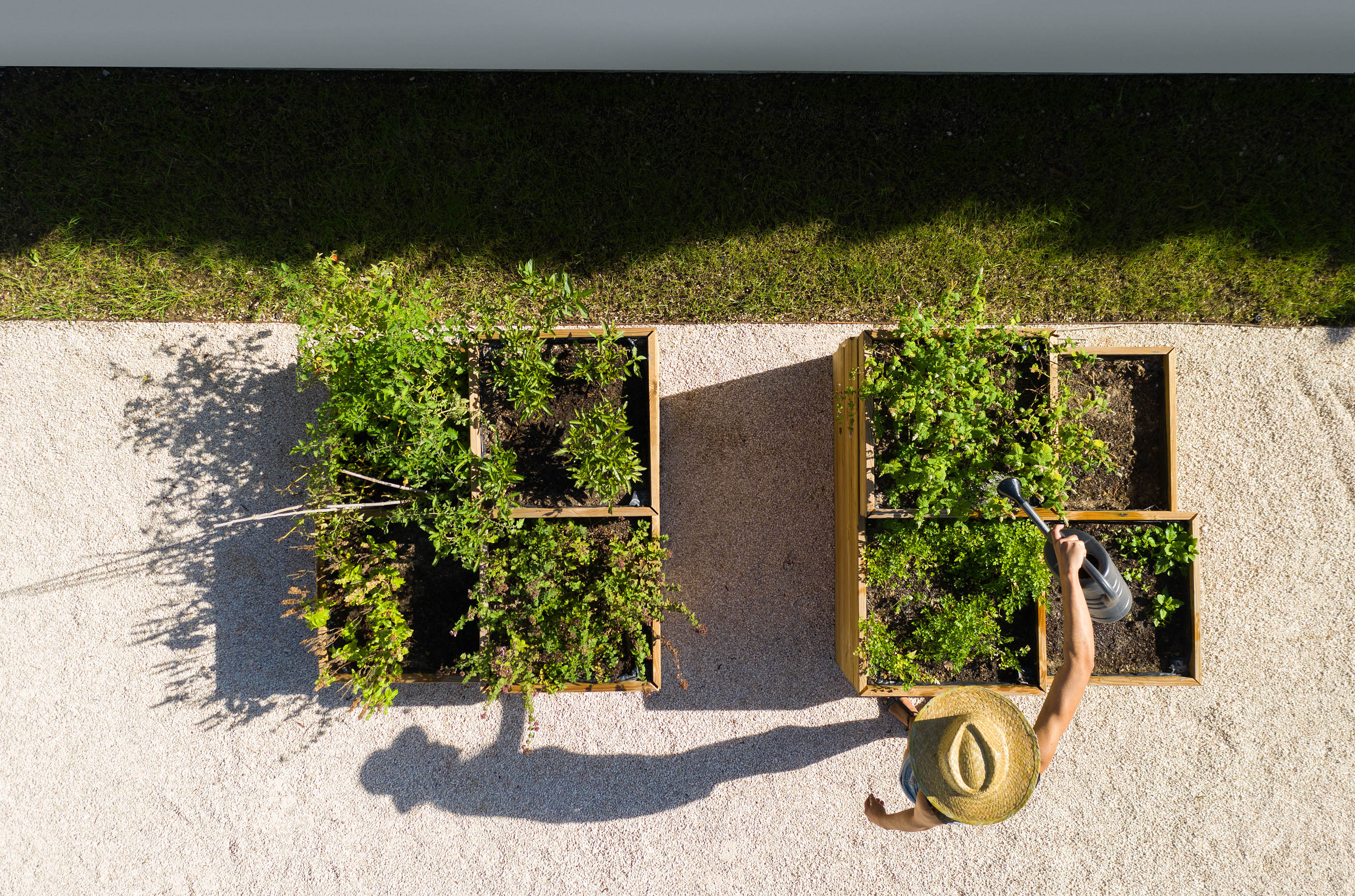 Vista superior de canteiros de madeira com plantas, com uma pessoa a regar, num jardim de gravilha branca. — Reabilitação Casa J arquitetura Frari em Portugal