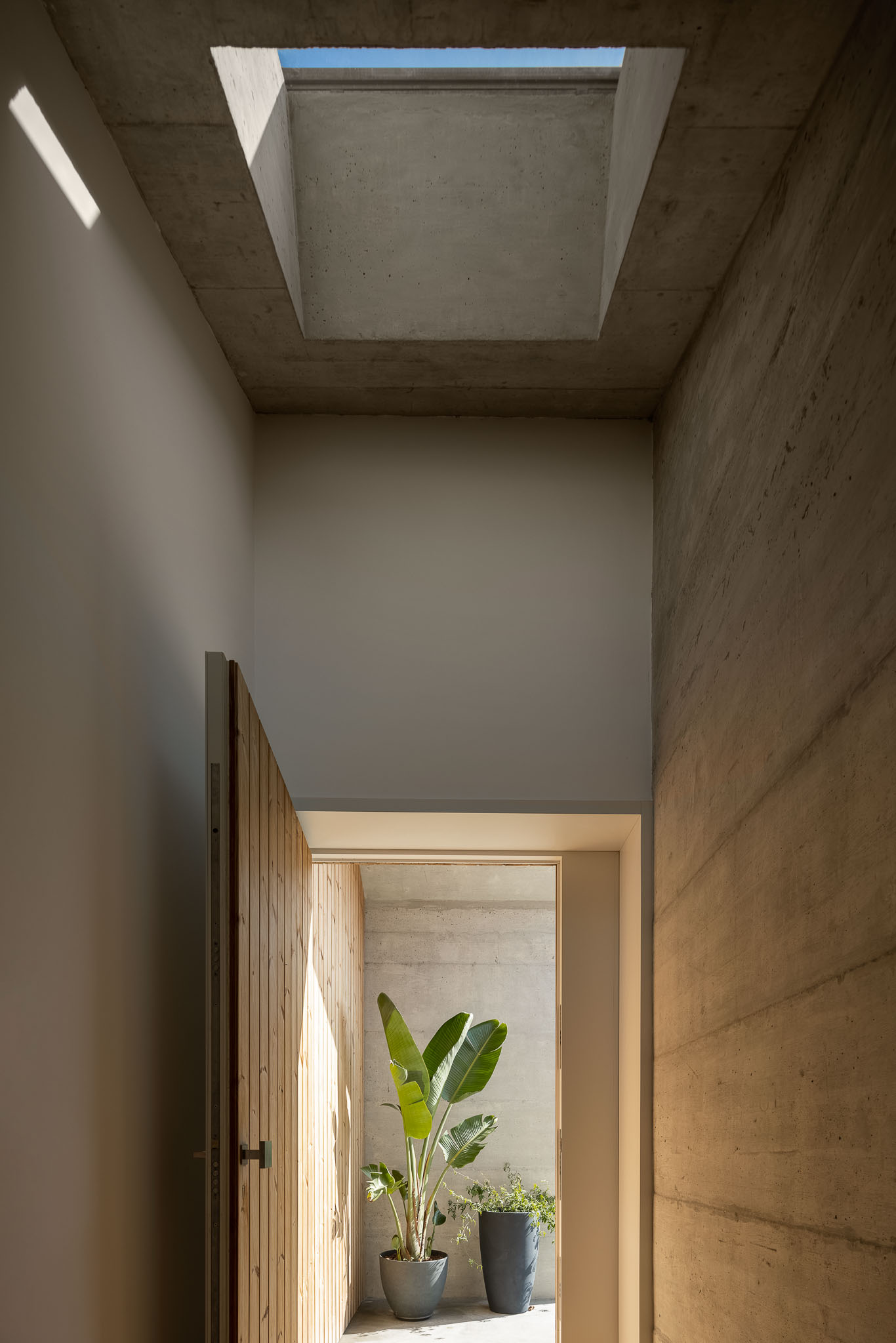 Hall de entrada com claraboia, paredes em betão e madeira, e planta tropical em vaso. — Casa H1 arquitetura Bruno H Gomes Arquitectura em São João da Madeira