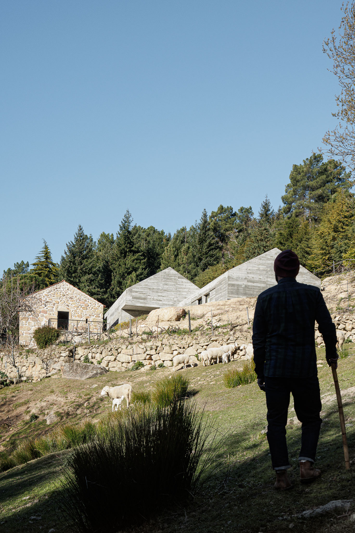 Casa NaMora: Vista distante da casa em betão, integrada na paisagem rural, com ovelhas e um homem a observar. — Casa NaMora arquitetura David Bilo Arquitectos e Filipe Pina Arquitectura em Guarda