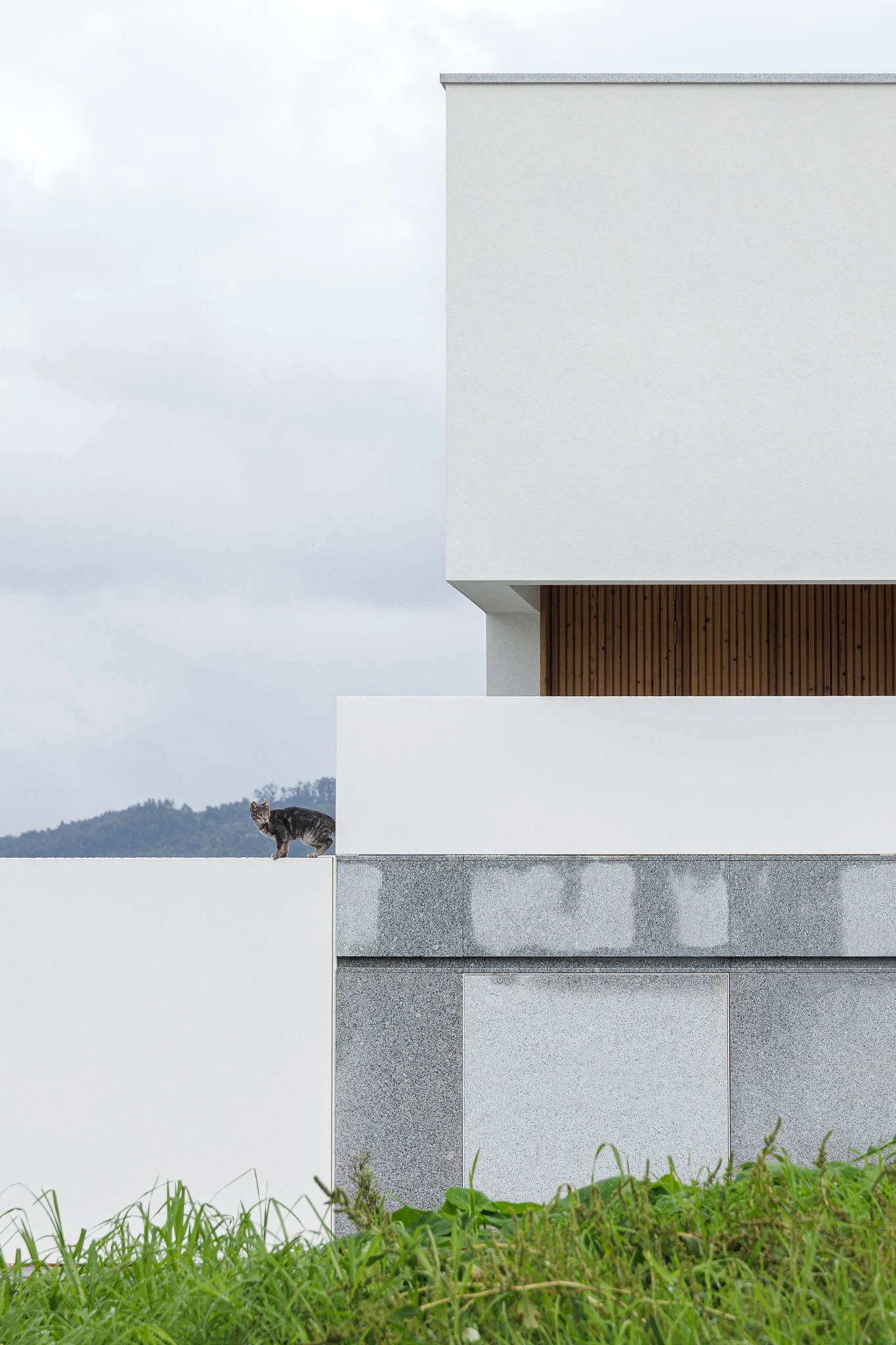 Detalhe da fachada com gato em cima do muro, mostrando a combinação de branco, granito e madeira. — Casa em Santa Marinha arquitetura Helder da Rocha Arquitectos em Lousada