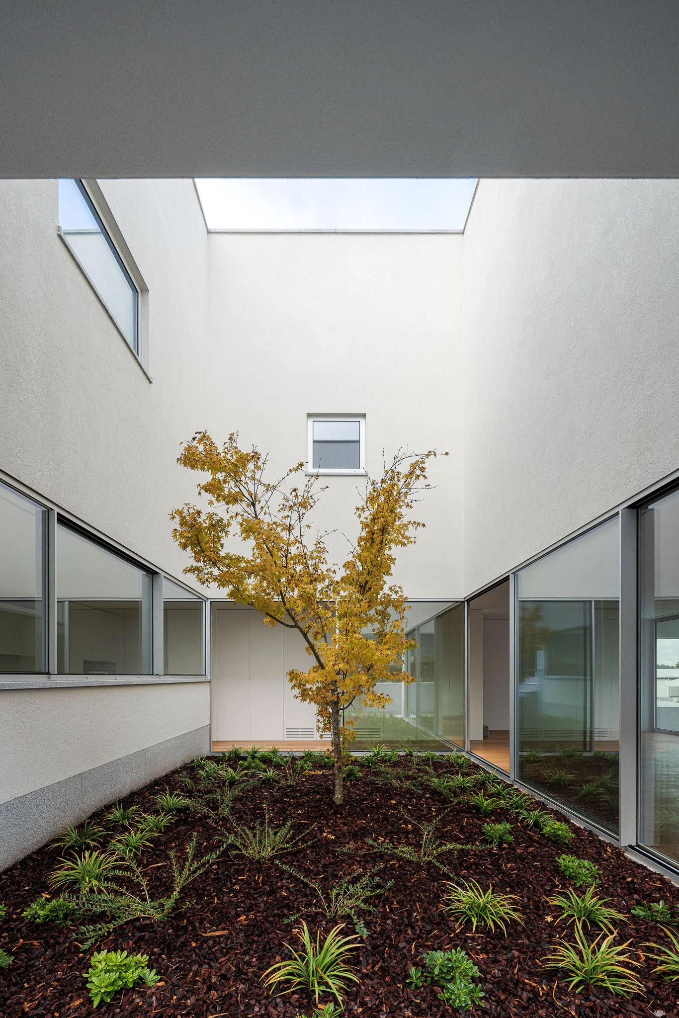 Pátio interior com árvore, janelas envidraçadas e paredes brancas, visto de baixo para cima. — Casa em Santa Marinha arquitetura Helder da Rocha Arquitectos em Lousada