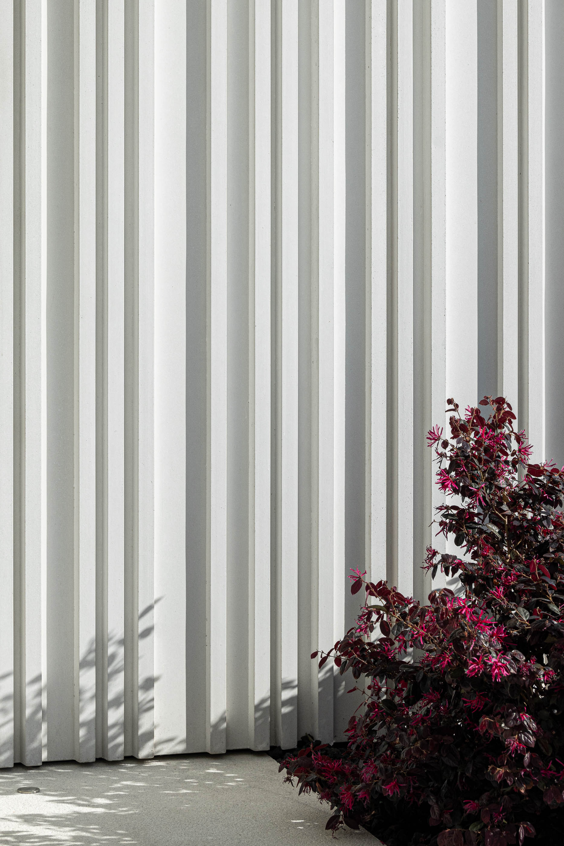 Fachada: Detalhe da fachada branca com revestimento vertical e arbusto florido. — Riscowhite arquitetura Risco Singular em Barcelos