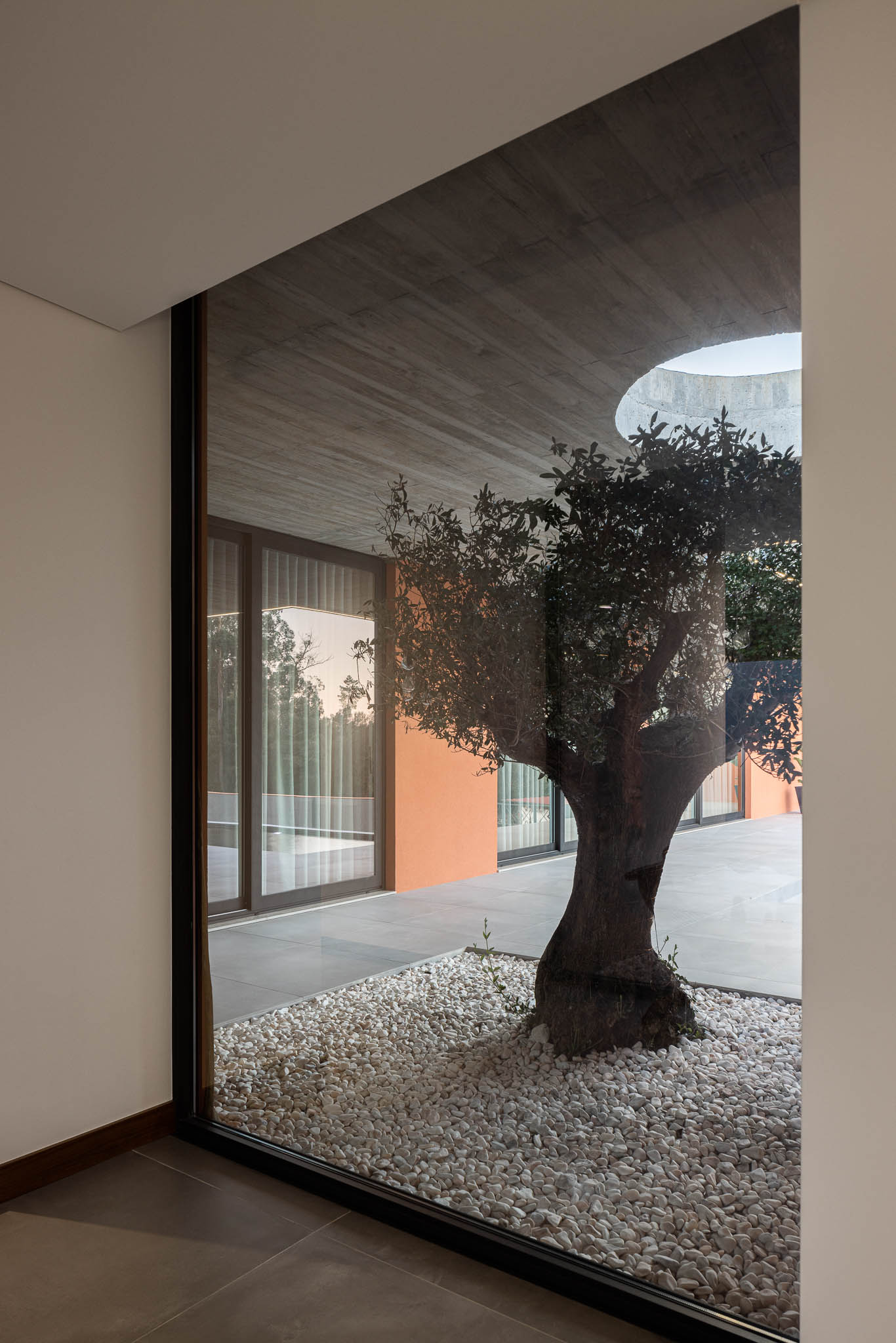 Interior: Pátio interior com oliveira e laje de betão aparente com orifício circular. — TM House arquitetura Inception Architects Studio em Santo Tirso