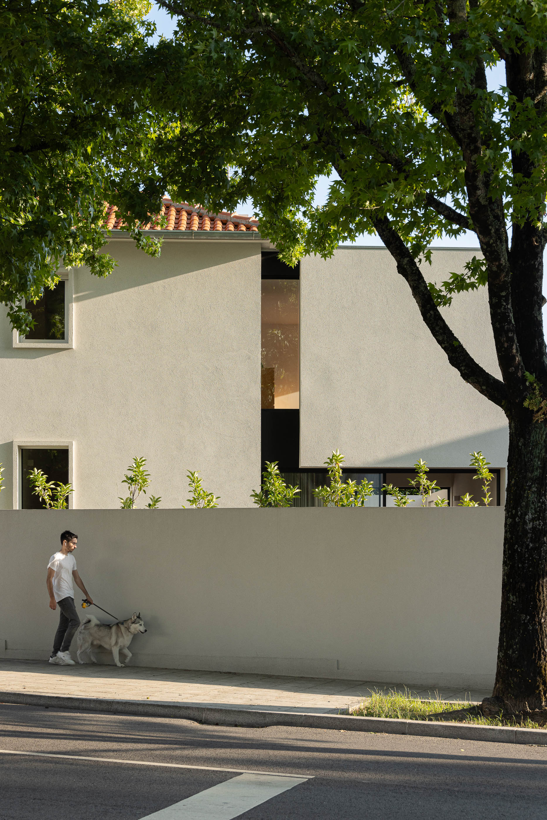 Exterior: Fachada da casa com muro branco, homem a passear o cão e árvore. — Casa IMLA arquitetura Luppa em Porto