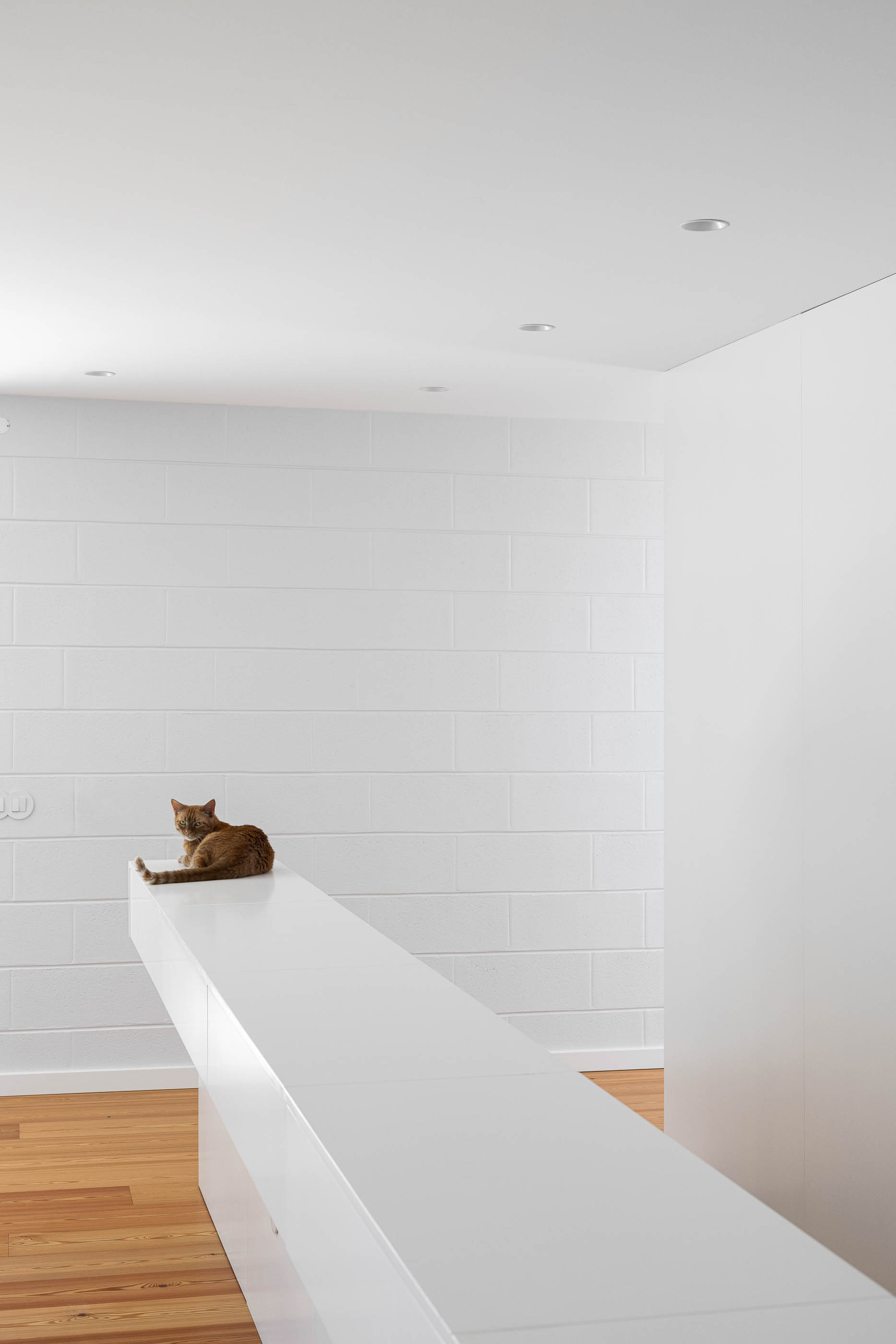 Corredor: Gato sentado sobre uma estrutura branca num corredor com paredes brancas texturizadas e pavimento de madeira. — Casa do Sobreiro arquitetura Skemba - Arquitectura e Engenharia em Amarante