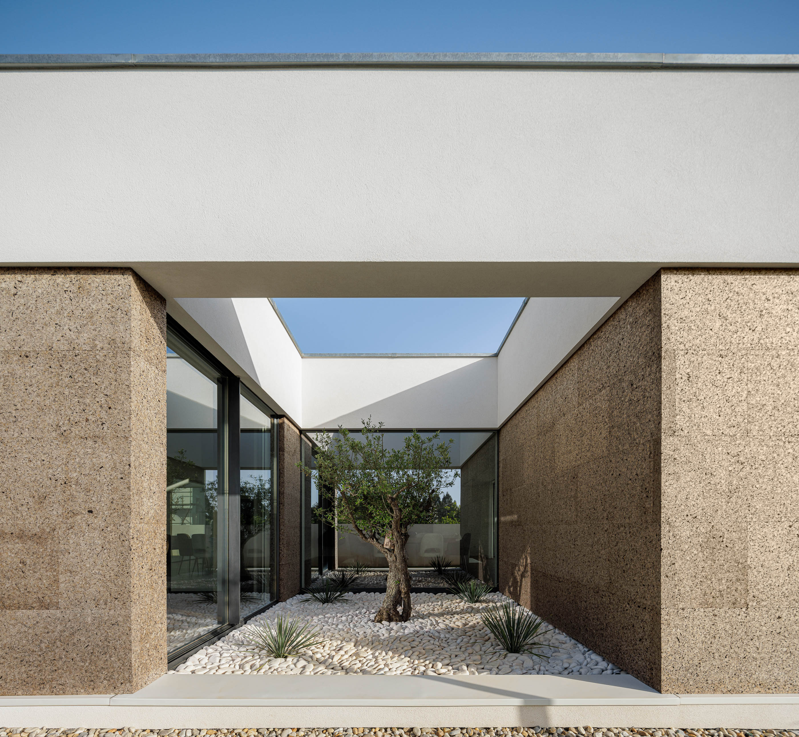 Pátio: Perspectiva do pátio interior com oliveira, paredes em cortiça e janelas para o interior da casa. — Casa AS arquitetura Mário Alves Arquitecto em Santa Maria da Feira