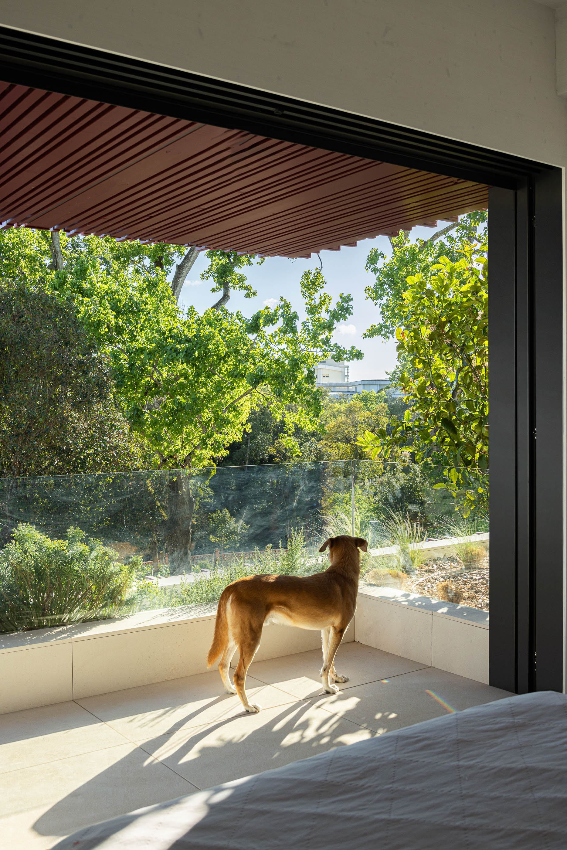 Quarto: Cão a olhar pela janela com vista para a vegetação exterior e revestimento vermelho. — Casa do Parque arquitetura Paulo Martins Arquitectura e Design em Aveiro