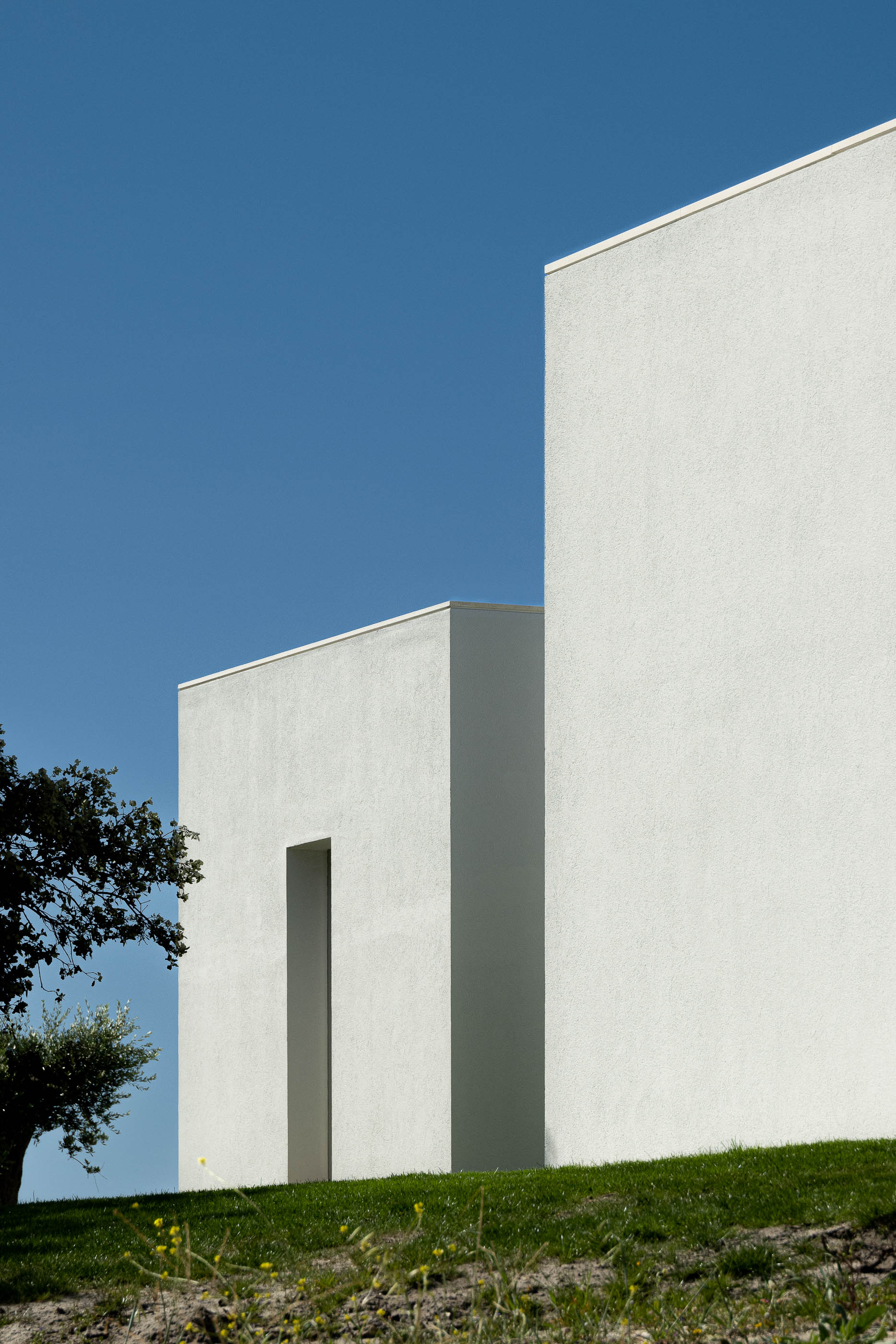 Exterior: Detalhe da fachada branca da casa, com uma estreita abertura vertical e uma oliveira. — Casa na Romeira arquitetura dp arquitectos em Santarém