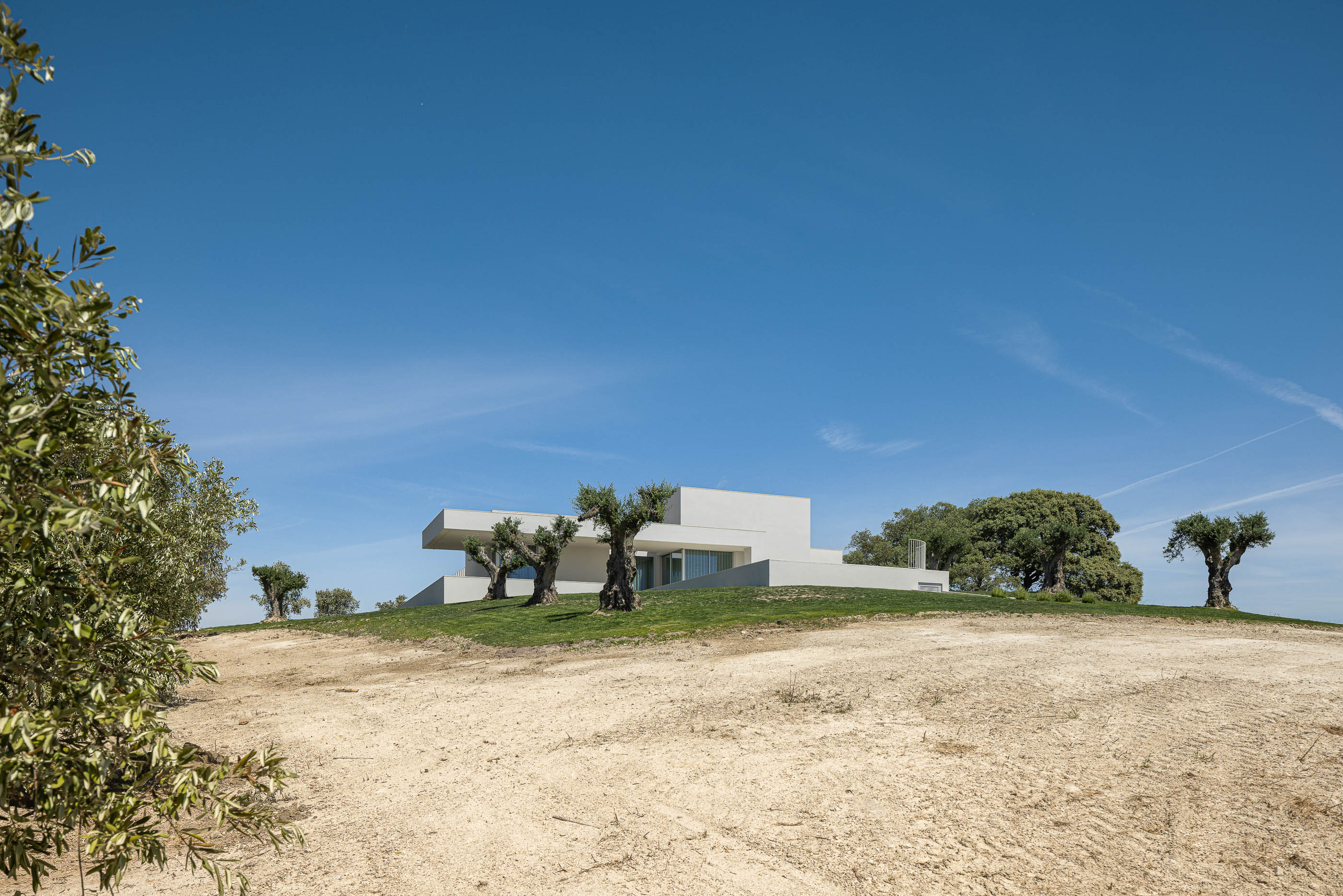 Exterior: Vista da casa branca no topo de uma colina, com oliveiras e sobreiros na paisagem. — Casa na Romeira arquitetura dp arquitectos em Santarém