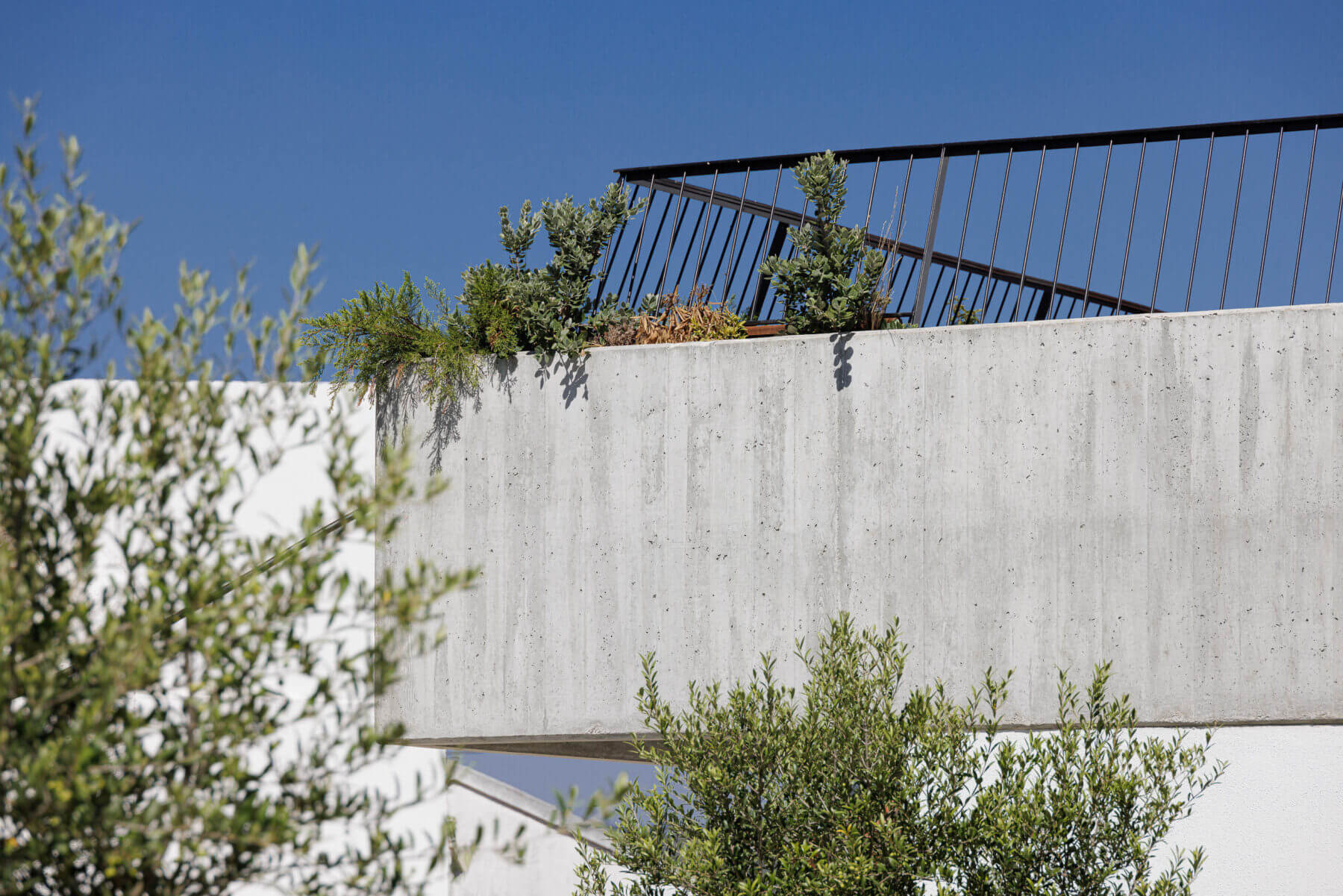 Fachada: Detalhe da varanda em betão aparente com vegetação e gradeamento preto. — Casas BD arquitetura Esquissos Arquitectura em Sintra