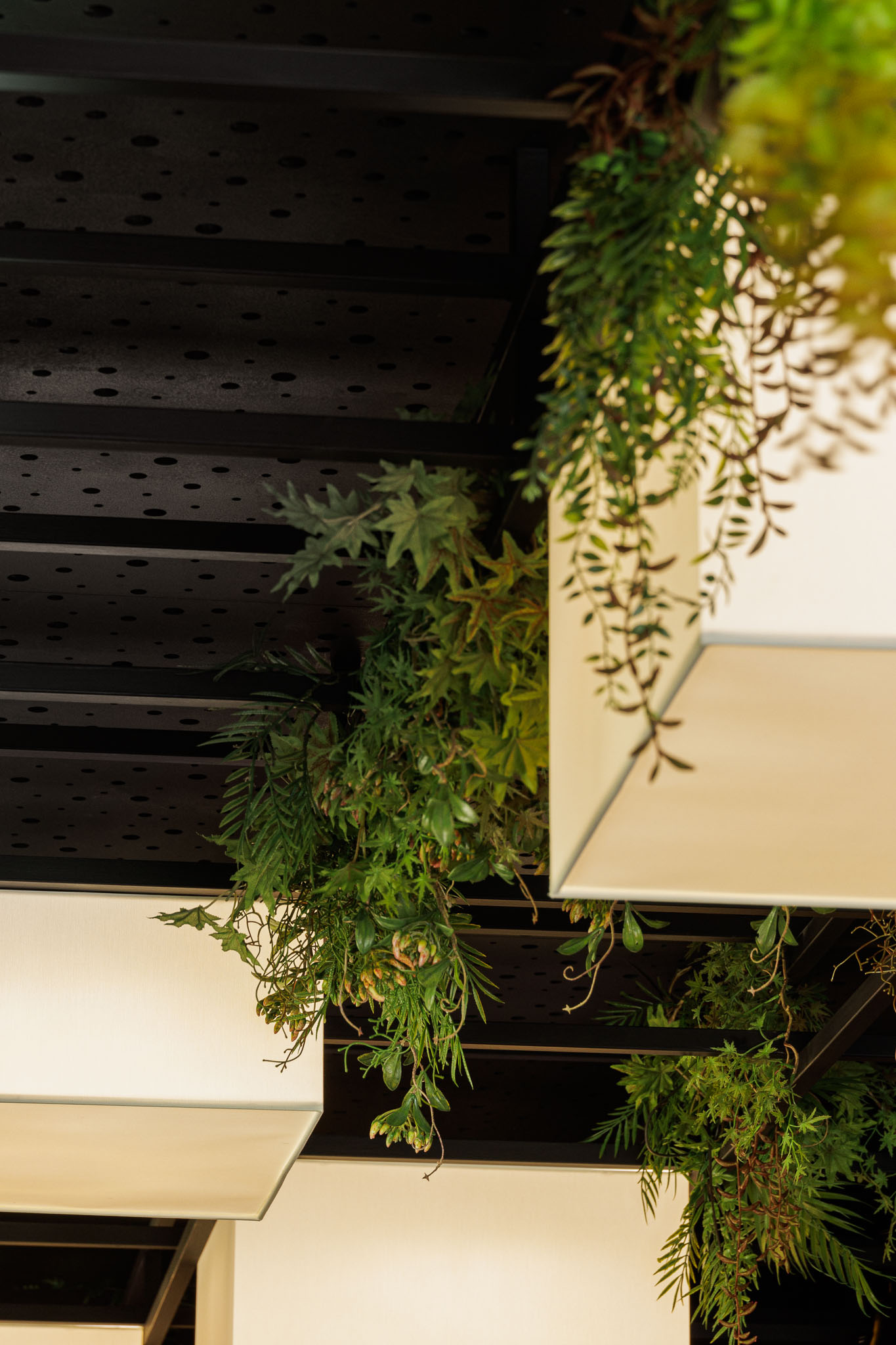 Teto: Detalhe do teto preto com candeeiros quadrados e plantas penduradas. — Restaurante Izakaya Matsuri arquitetura Ferreira Arquitetos em Aveiro