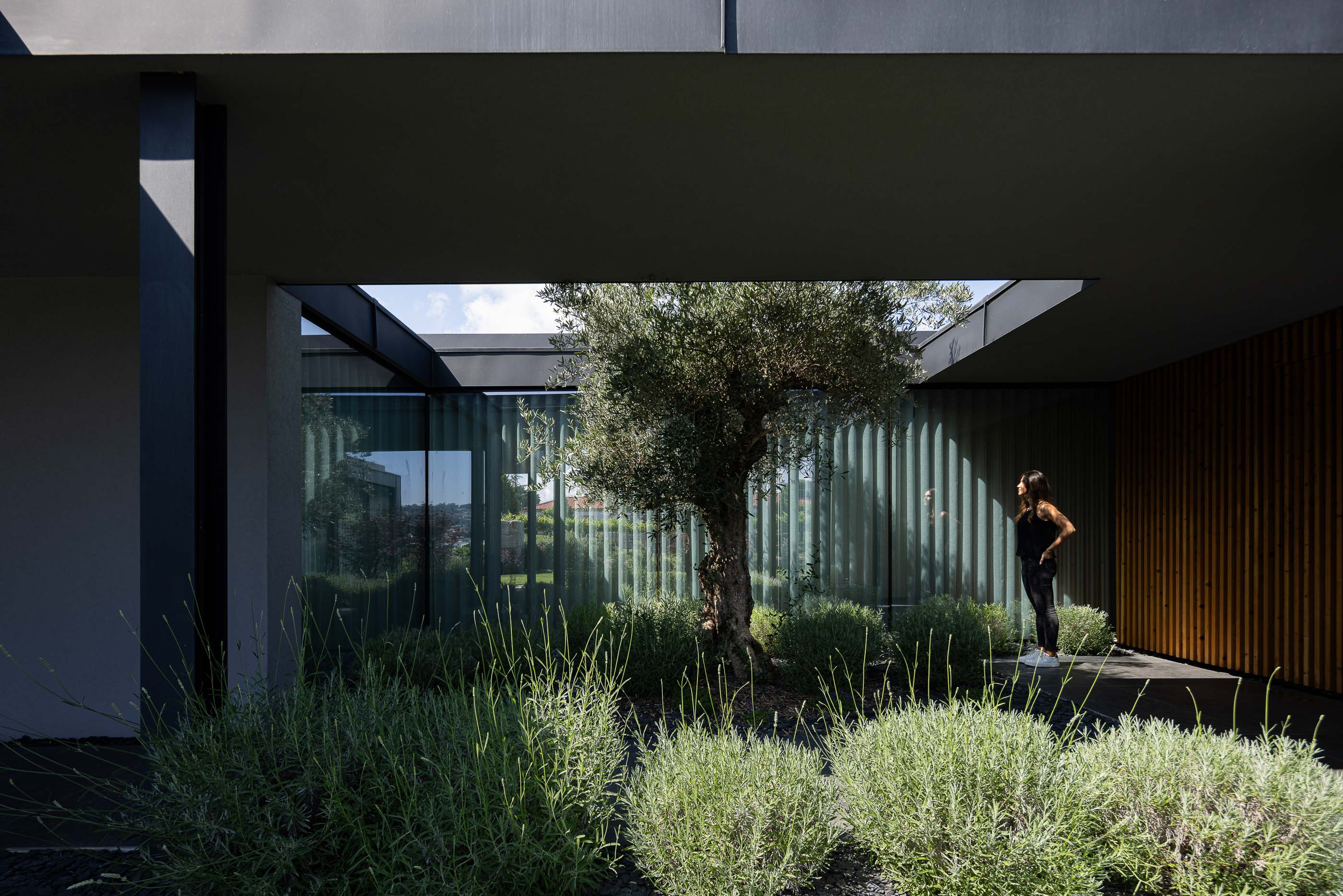 Pátio interior: Pátio com oliveira, vegetação rasteira, paredes em vidro e ripado de madeira. Arquitetura minimalista com foco na natureza. — Casa da Encosta arquitetura Ricardo Azevedo Arquitecto em Santo Tirso