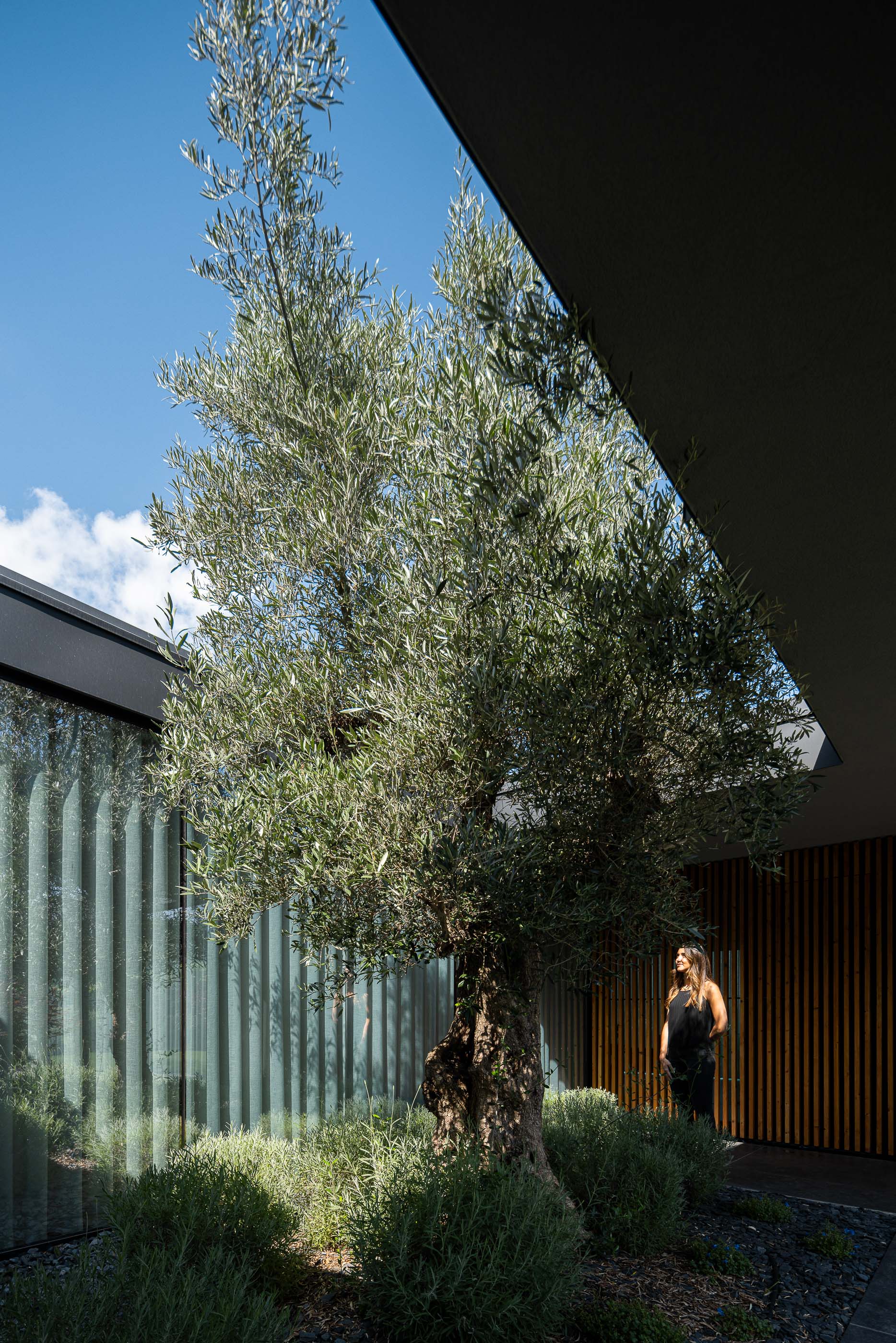 Pátio interior: Detalhe da oliveira no pátio, com revestimento em ripado de madeira e céu azul visível. Arquitetura que integra natureza e espaço construído. — Casa da Encosta arquitetura Ricardo Azevedo Arquitecto em Santo Tirso