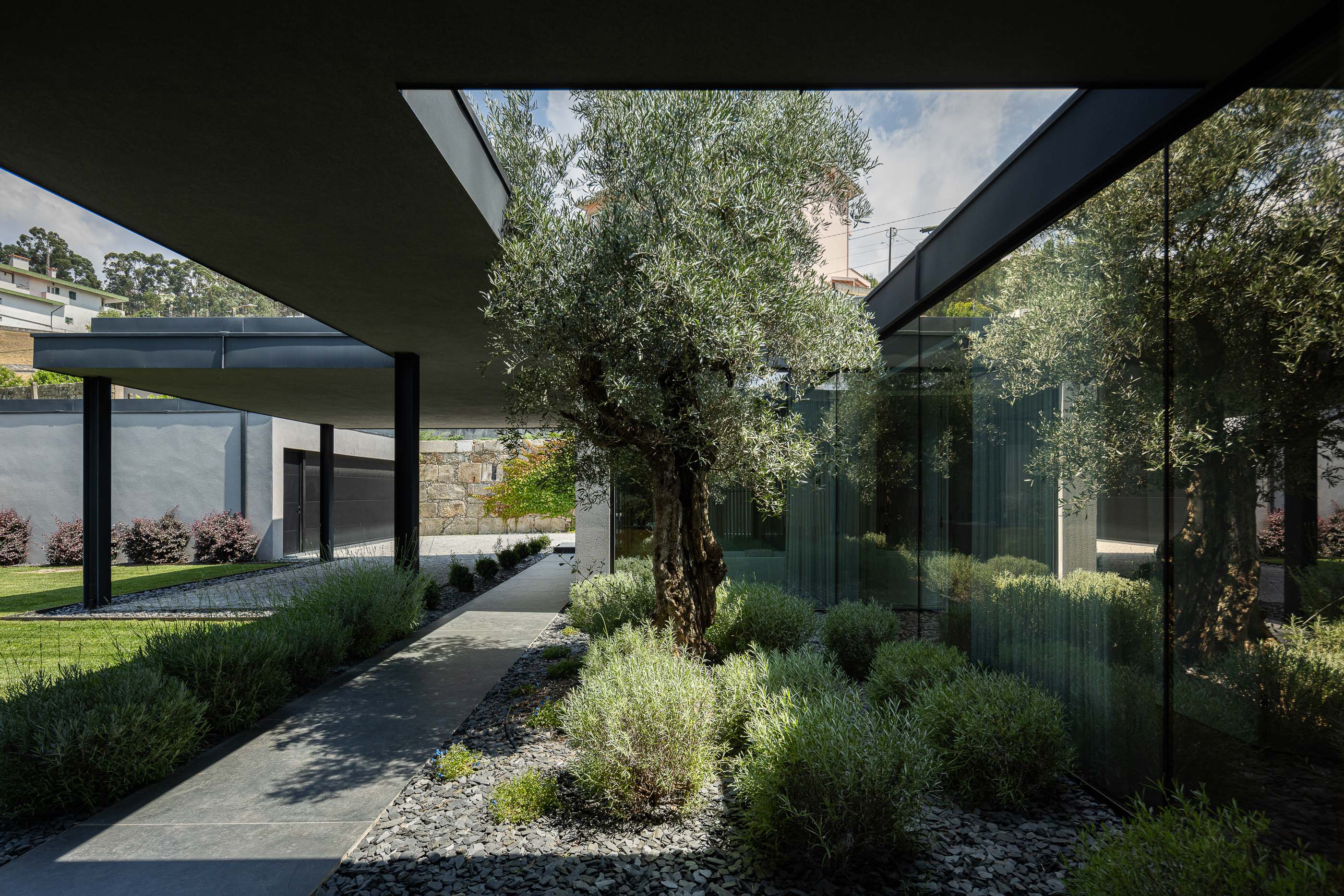 Pátio interior: Vista do pátio com oliveira, caminho em pedra e vegetação. Integração da natureza no design arquitetónico. — Casa da Encosta arquitetura Ricardo Azevedo Arquitecto em Santo Tirso