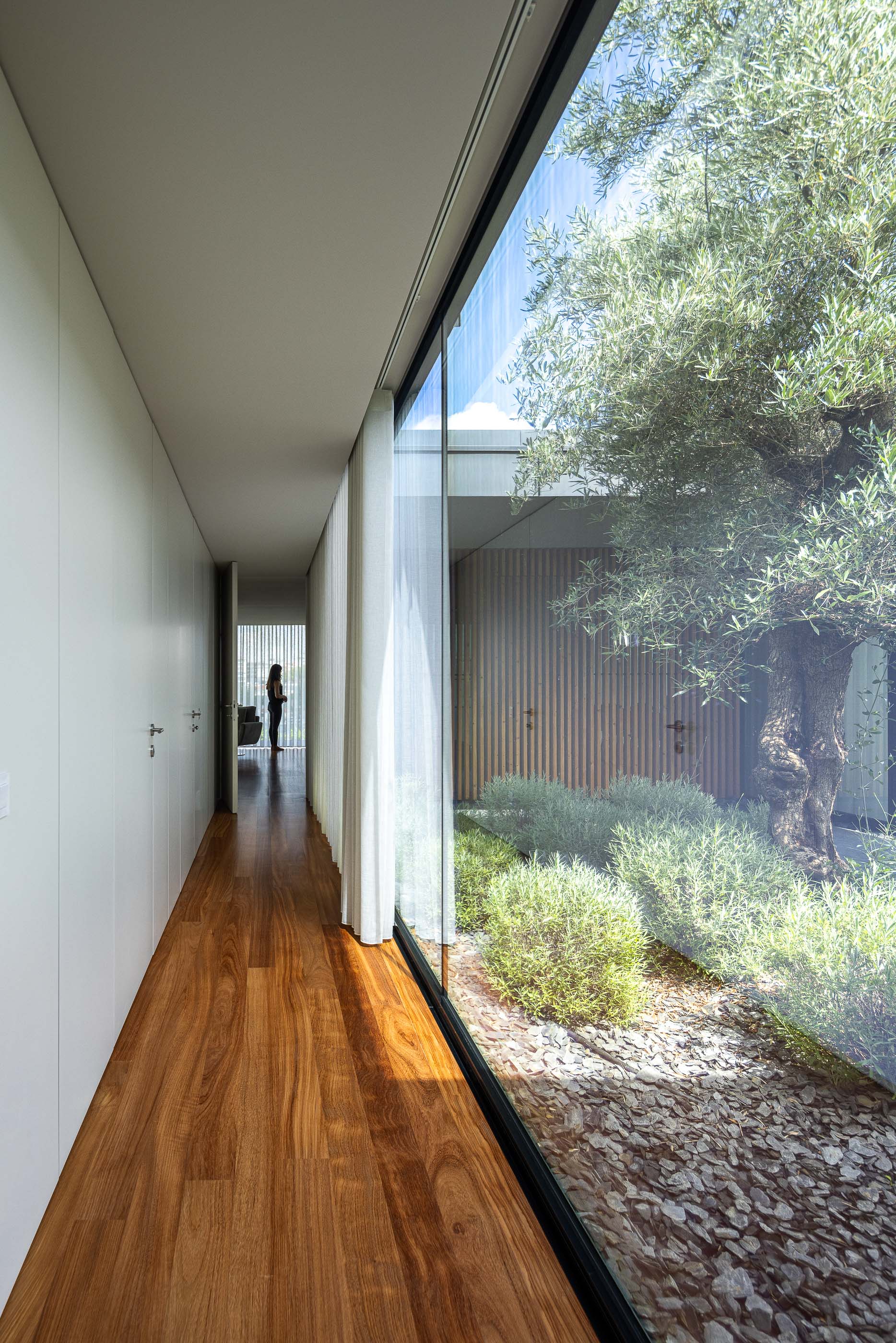 Corredor: Corredor com pavimento em madeira, armários brancos embutidos e vista para o pátio interior com oliveira através de uma grande janela. — Casa da Encosta arquitetura Ricardo Azevedo Arquitecto em Santo Tirso