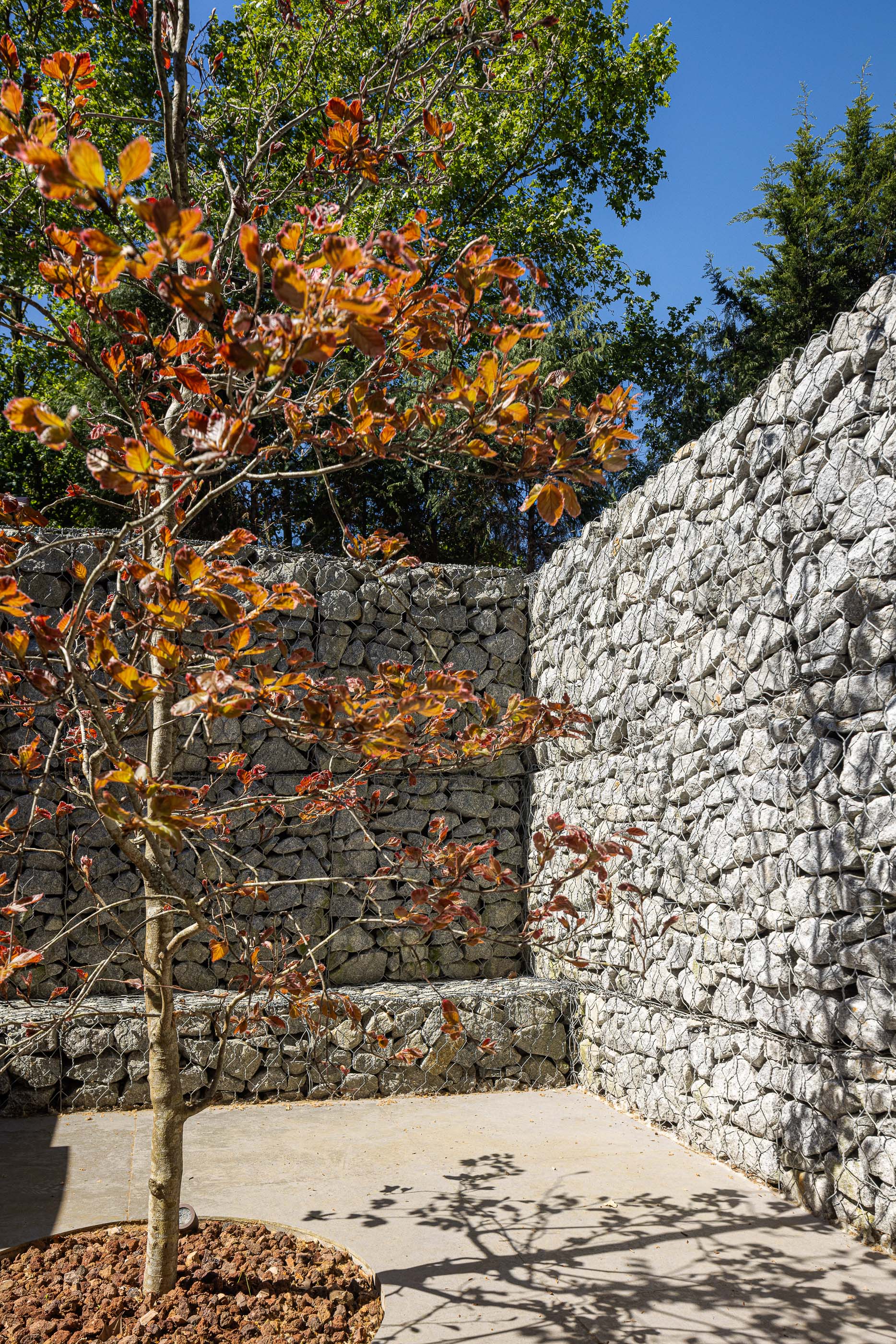 Jardim: Pátio exterior com muros em pedra e árvore de folha avermelhada. — Habitação CL arquitetura Artequitectos em Guimarães