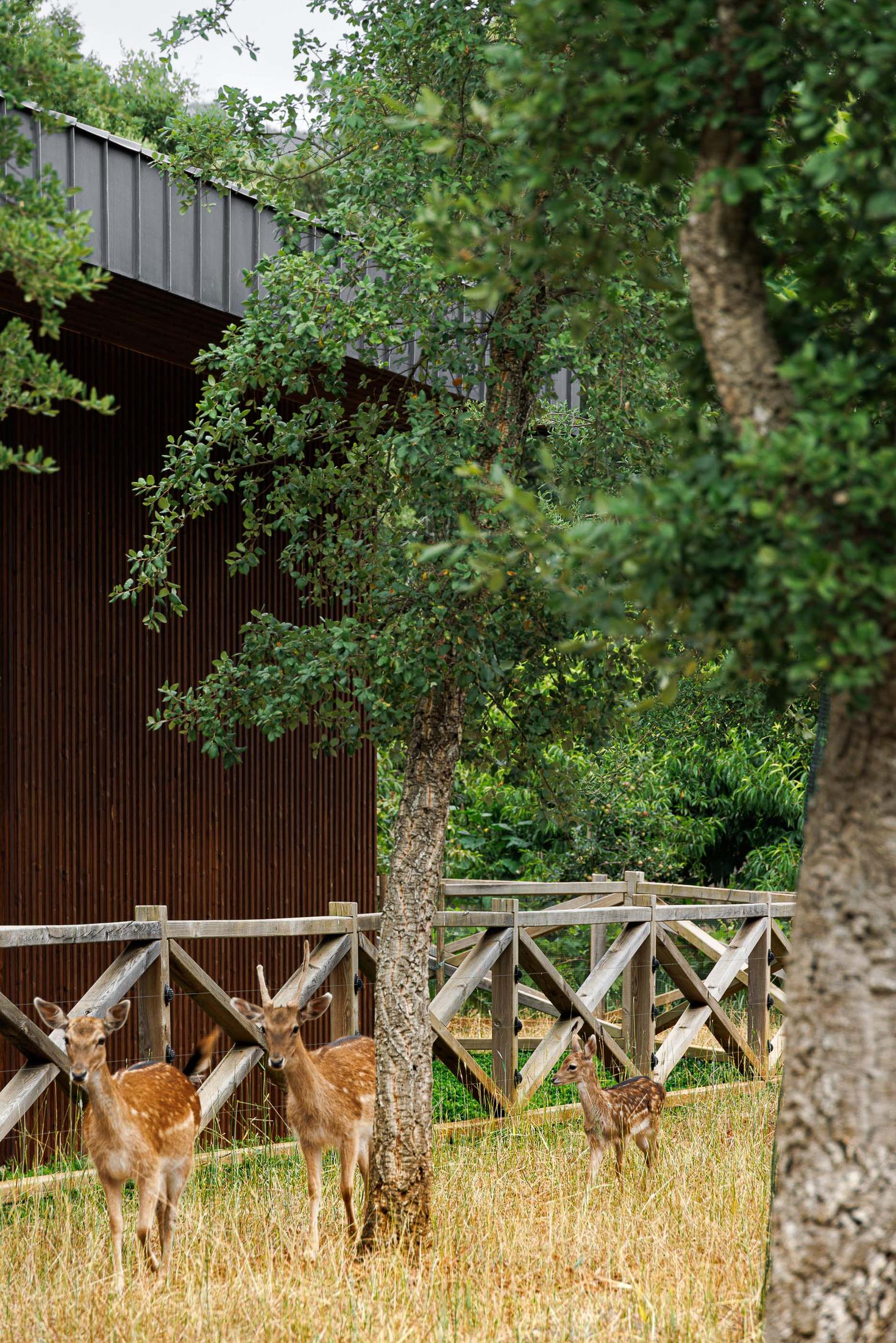 Exterior: Veados no jardim com a fachada da casa ao fundo. — CC House – Quinta dos Carvalhos arquitetura Inception Architects Studio em Leiria