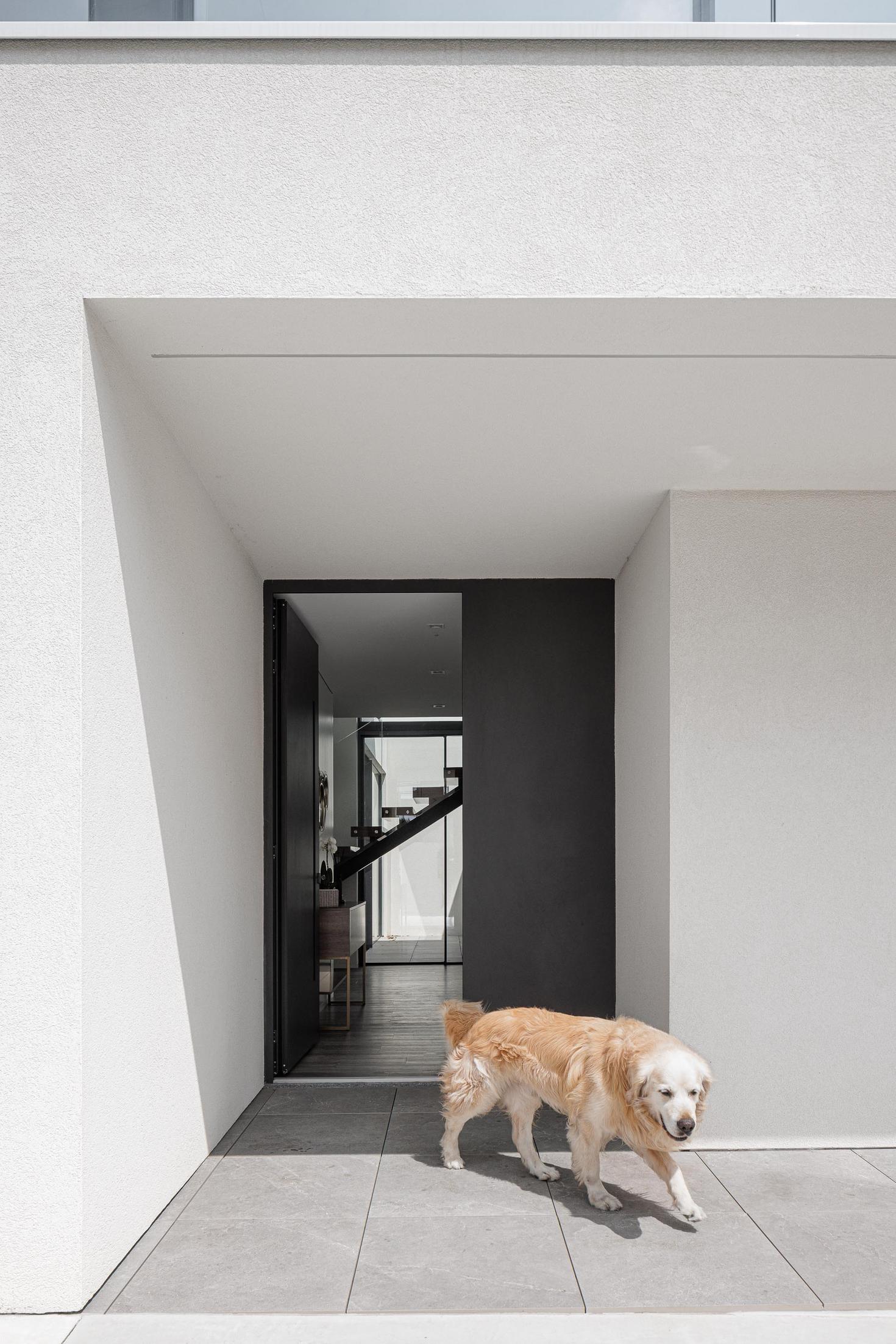 Entrada: Porta de entrada preta, pavimento cinzento e cão golden retriever. — Casa dos Sobreiros II arquitetura Urbanpolis em Póvoa de Varzim