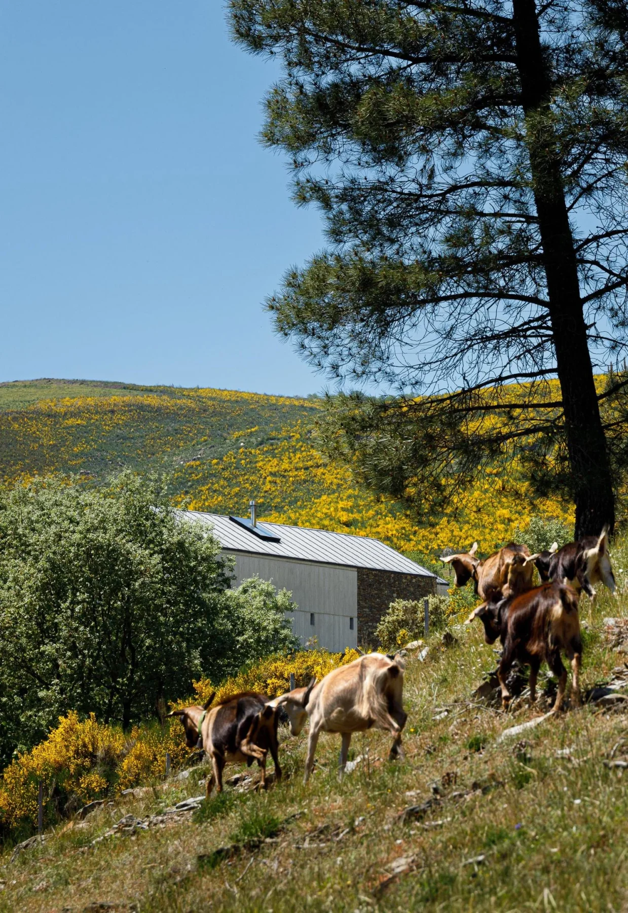 TerraSense Mountain Charm Retreat com arquitetura Atelier DRK e fotografia Ivo Tavares