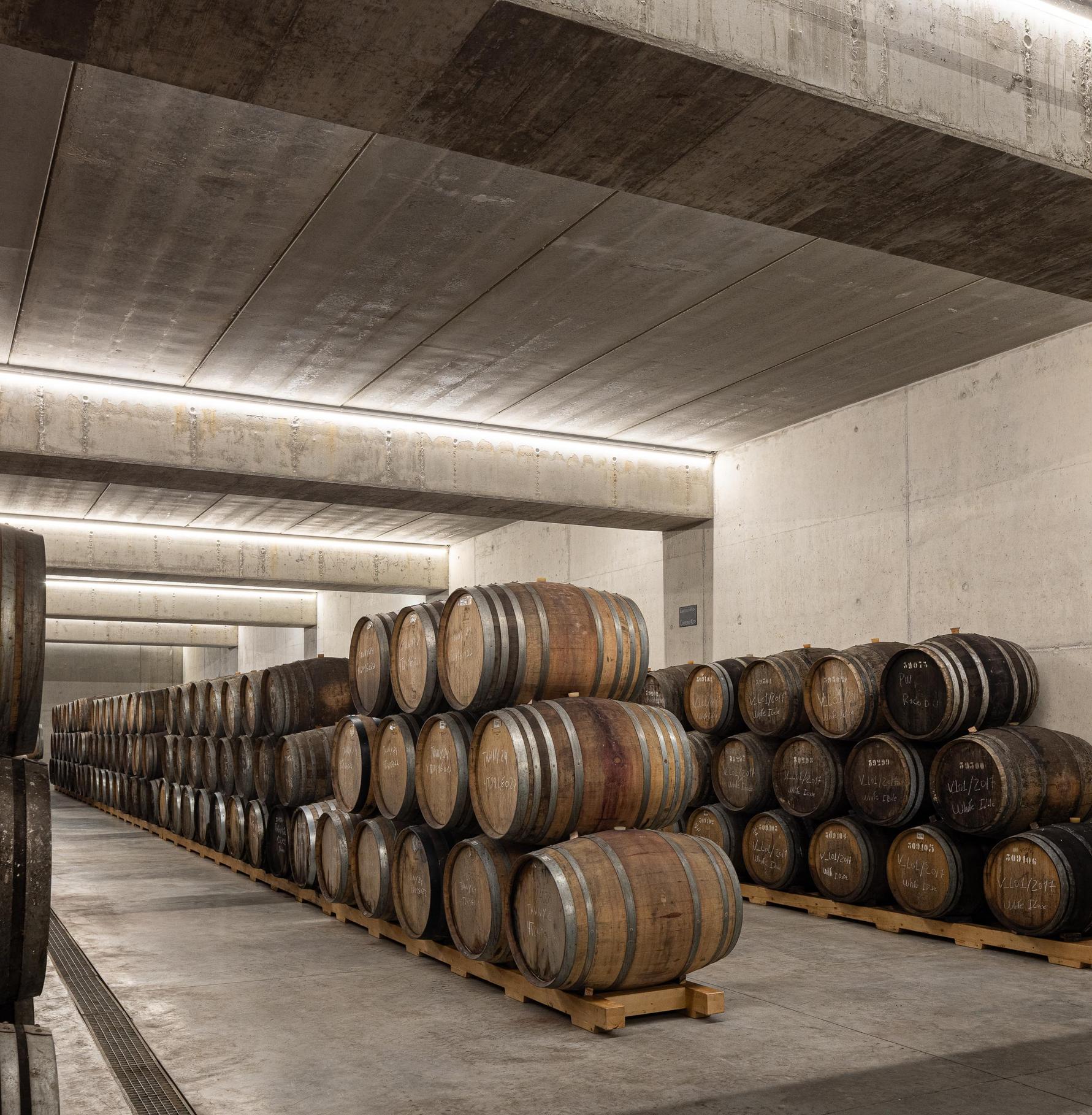 Cave: Cave com barricas de vinho alinhadas, pavimento em betão e iluminação embutida. — Adega Vinhos Borges arquitetura Em Paralelo em Vila Real
