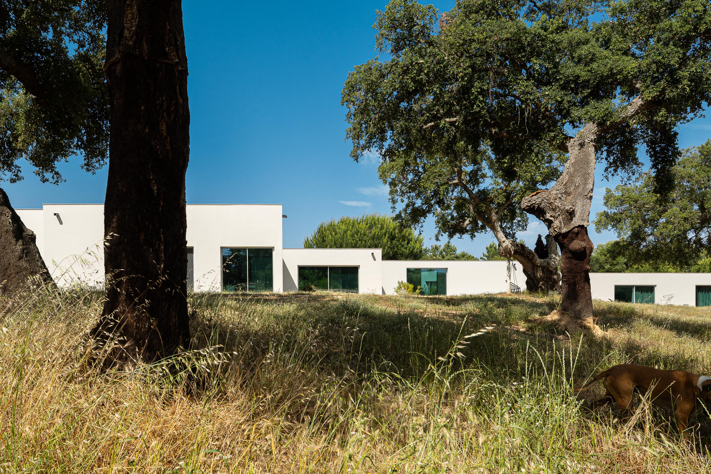 Fachada branca da moradia com vãos envidraçados, integrada na paisagem natural com sobreiros e vegetação rasteira — Casa M Ariane fotografia Ivo Tavares