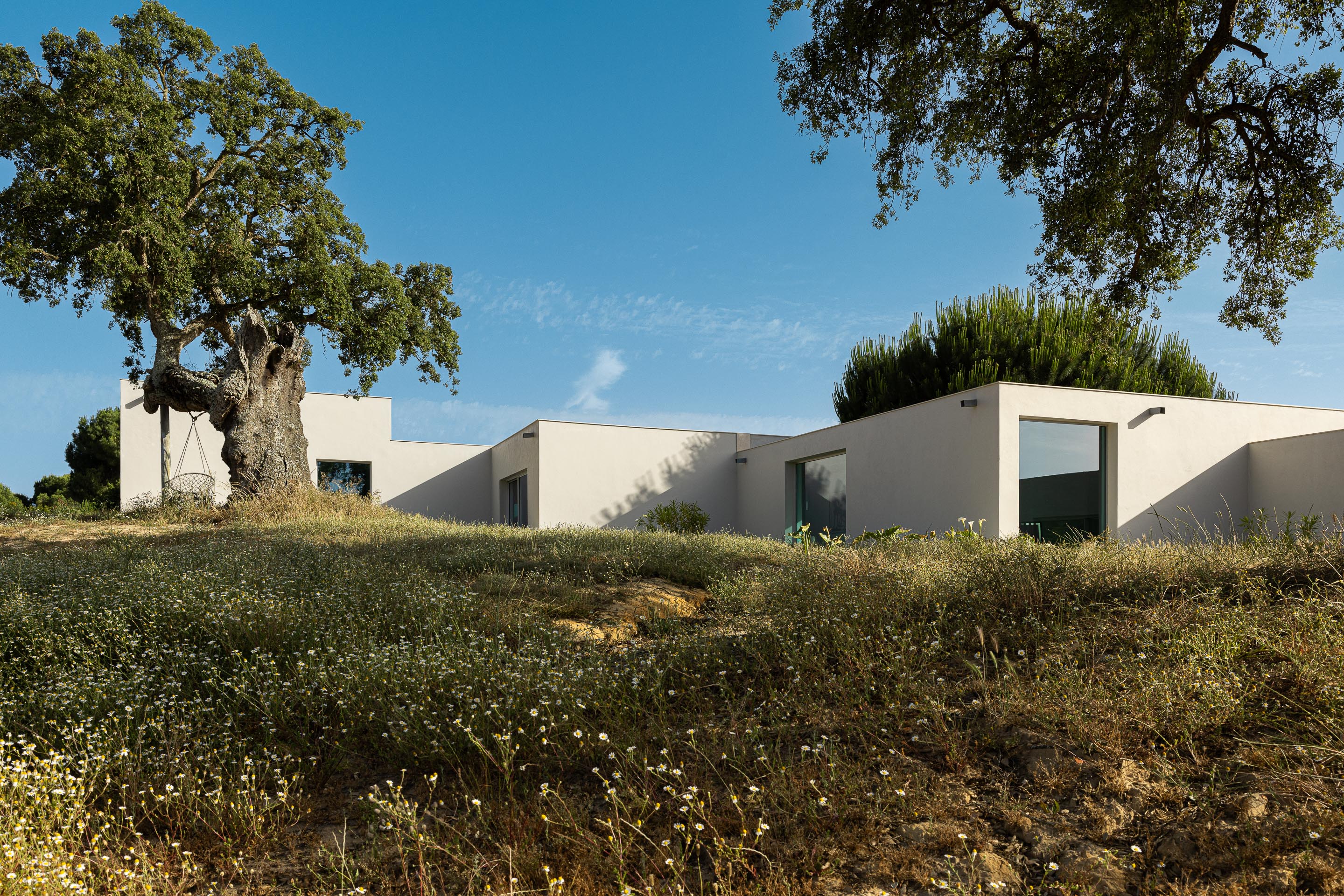 Fachada branca da moradia com vãos envidraçados, integrada na paisagem natural com sobreiros e vegetação rasteira — Casa M Ariane fotografia Ivo Tavares