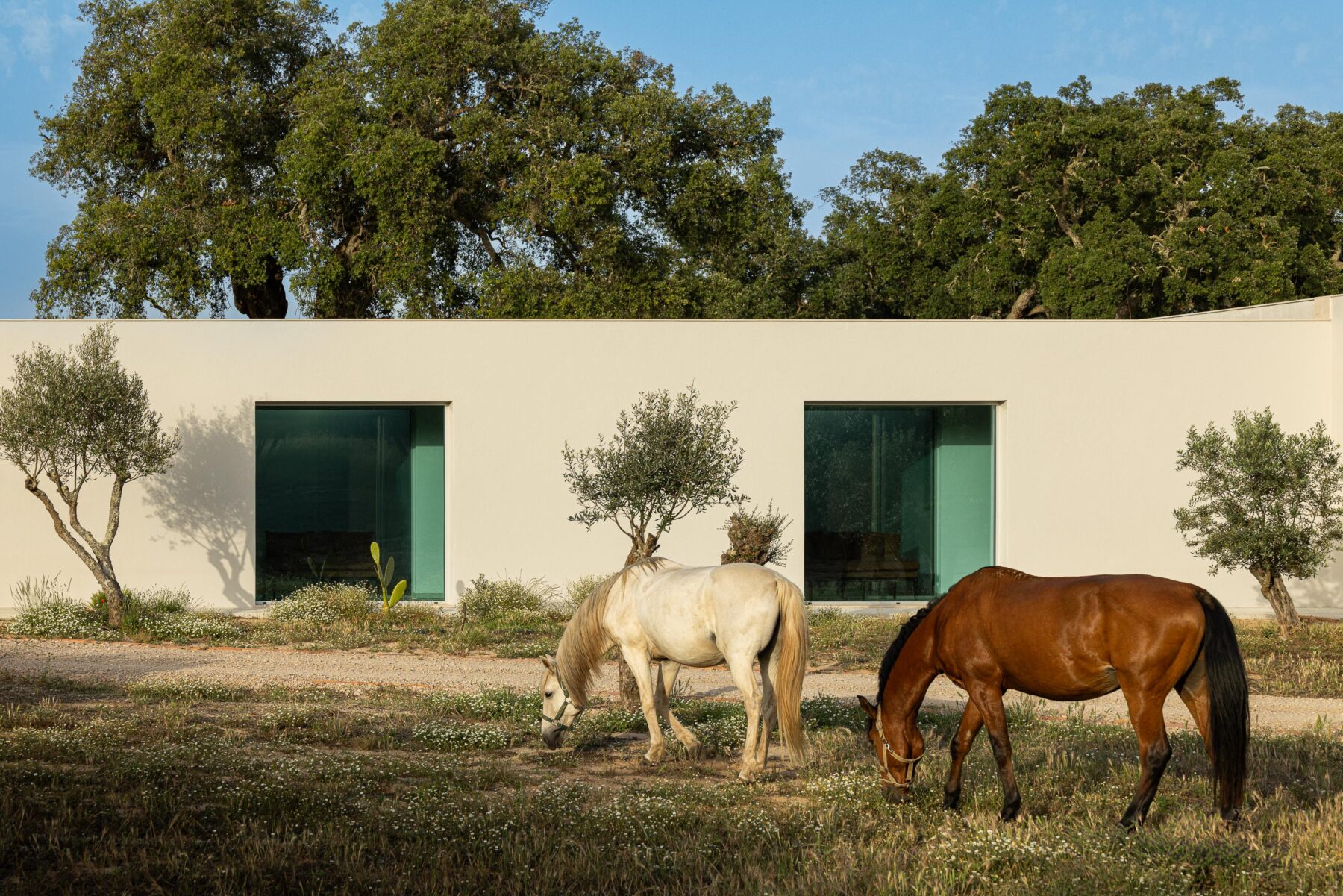 Fachada branca da moradia com vãos envidraçados, integrada na paisagem com oliveiras e cavalos a pastar — Casa M Ariane fotografia Ivo Tavares