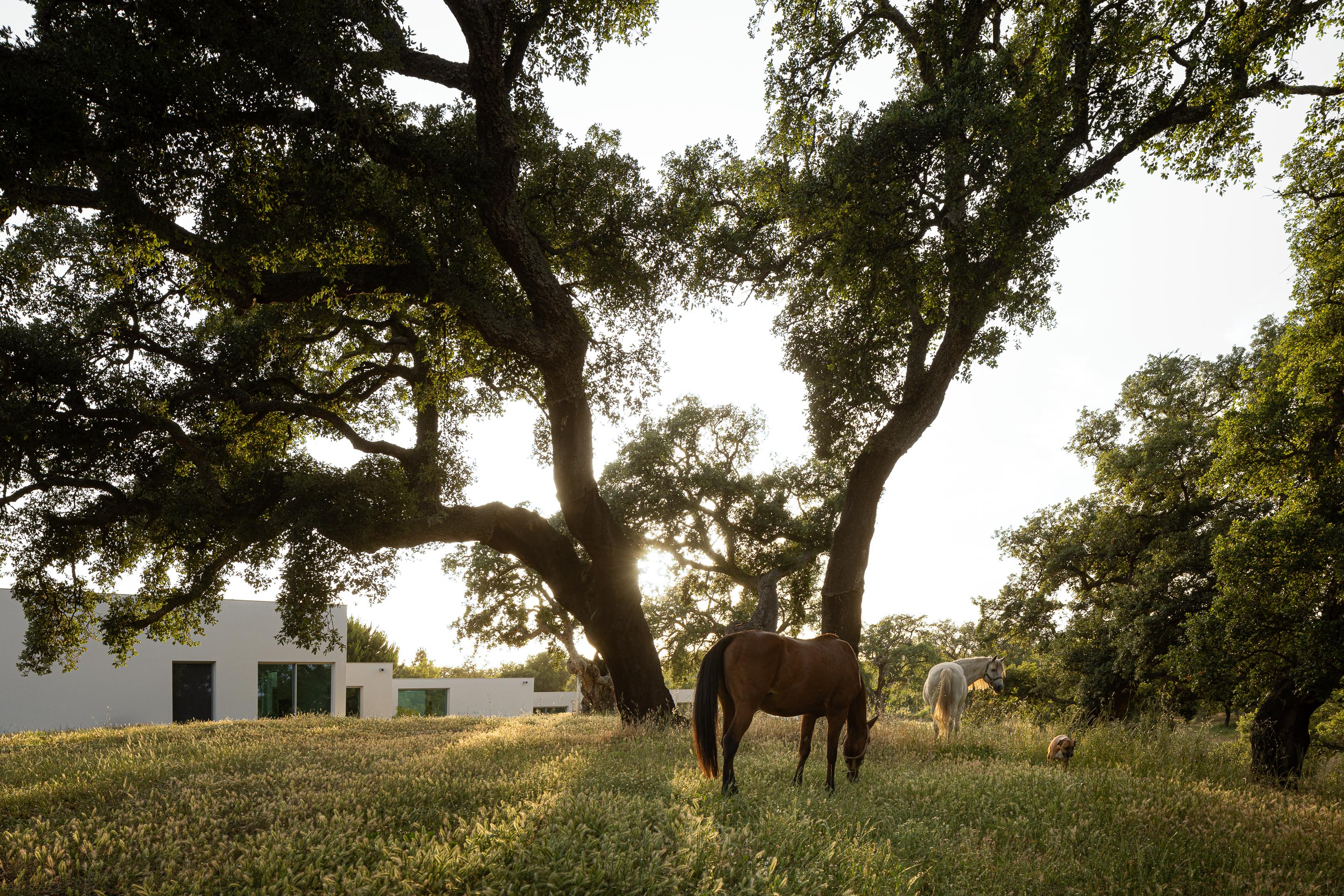 Jardim com sobreiros e cavalos a pastar, com a moradia branca e vãos envidraçados visível ao fundo — Casa M Ariane fotografia Ivo Tavares