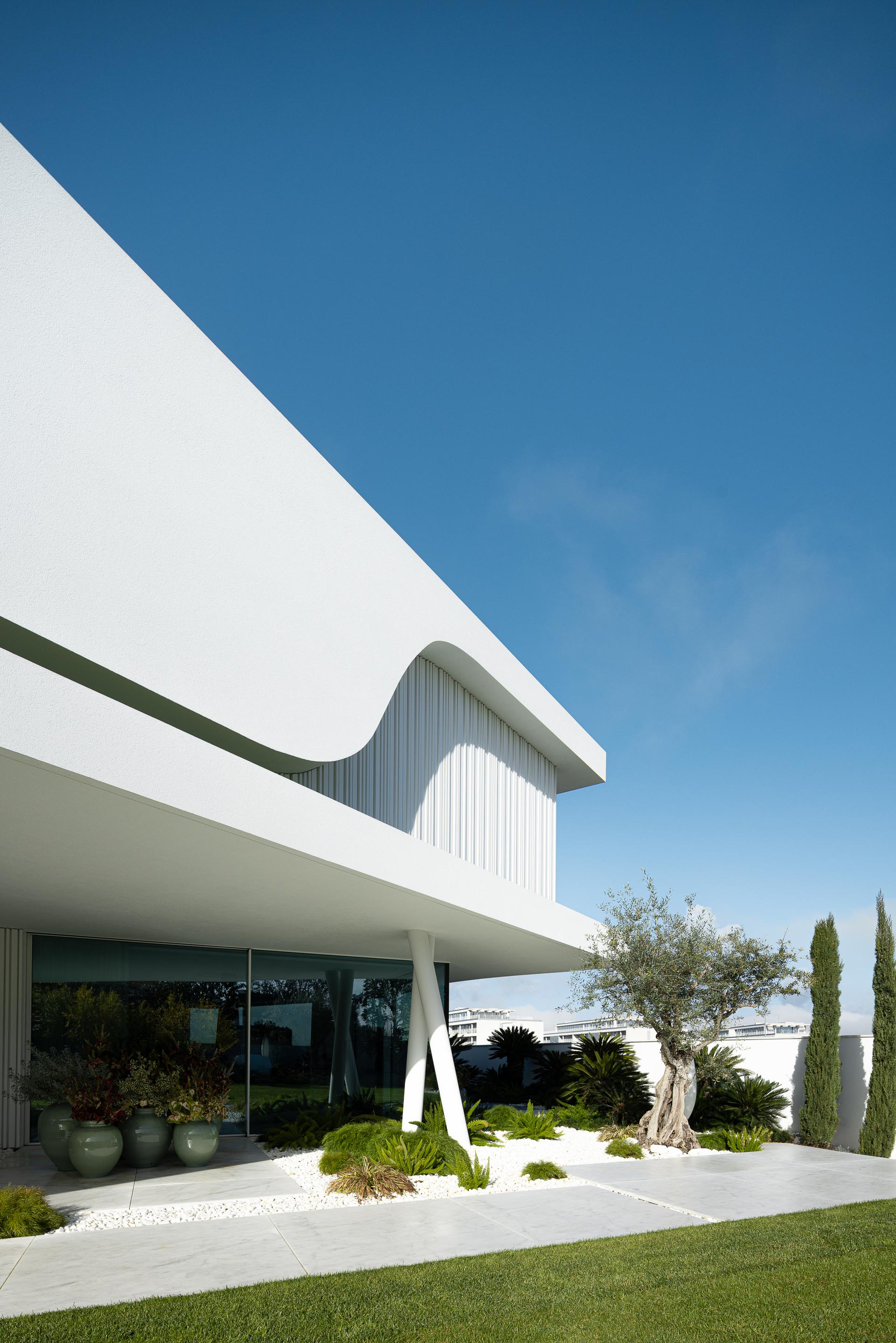 Detalhe da fachada branca com volumetria curva e grandes vãos envidraçados, enquadrada por vegetação e oliveira — RiscoWhite arquitectura Risco Singular – Arquitectura, Lda. fotografia Ivo Tavares