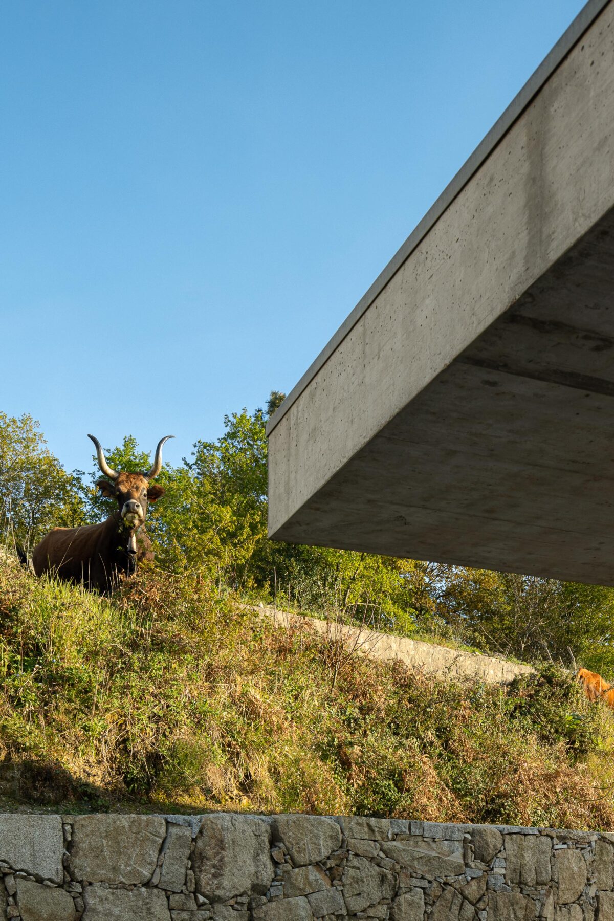 Moradia em betão aparente e paredes brancas, elevada sobre a topografia, com uma vaca no terreno verde — CASA COQUEIRA arquitectura Tiago Sousa Arquitecto fotografia Ivo Tavares