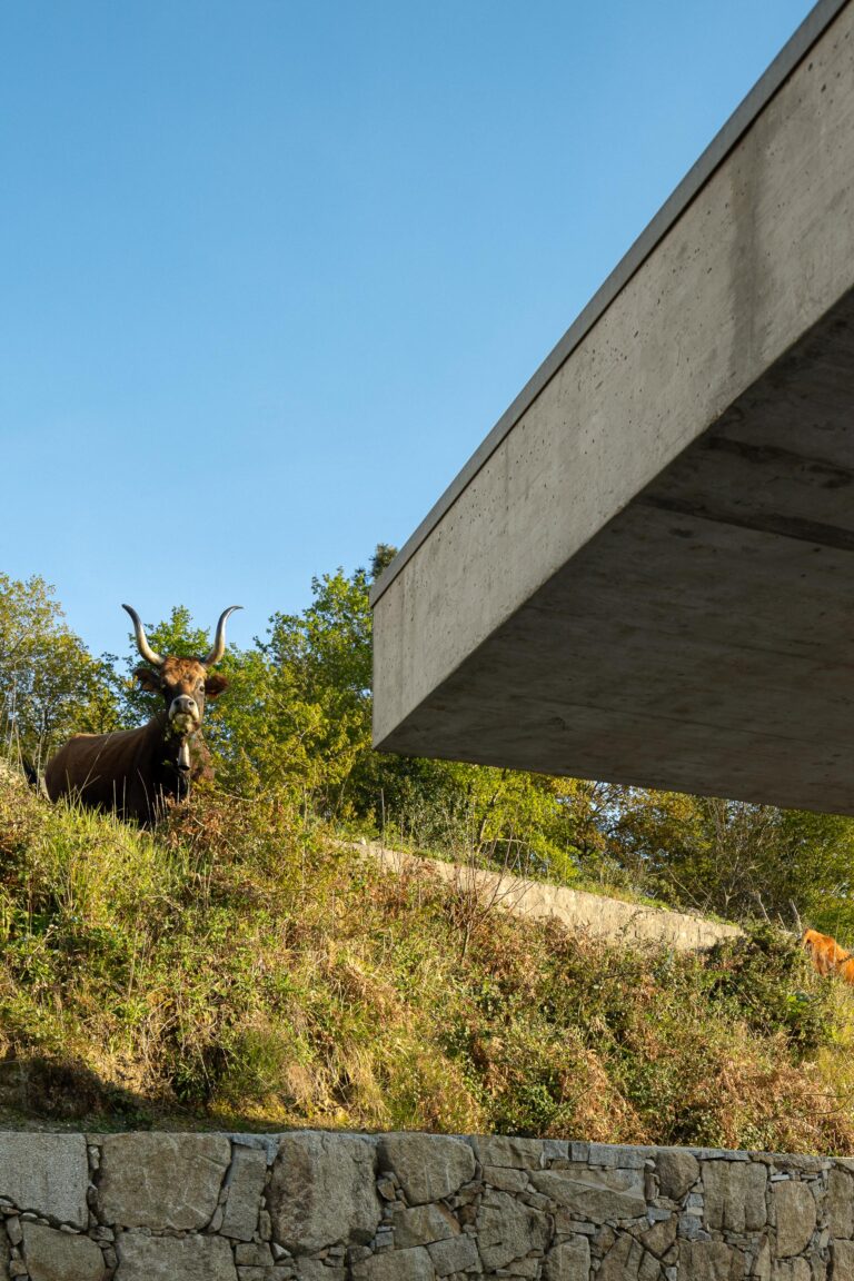 Moradia em betão aparente e paredes brancas, elevada sobre a topografia, com uma vaca no terreno verde — CASA COQUEIRA arquitectura Tiago Sousa Arquitecto fotografia Ivo Tavares