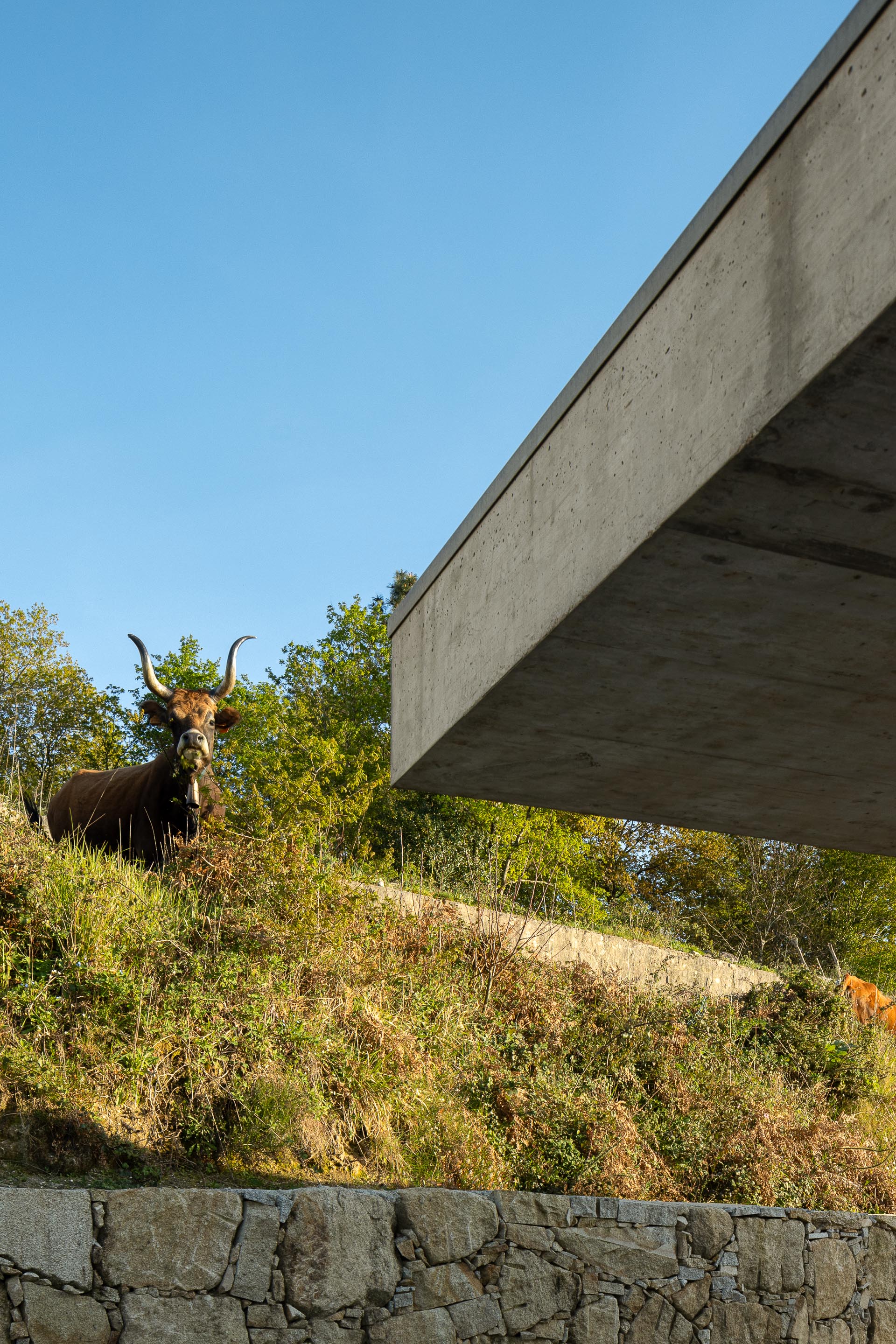 Moradia em betão aparente e paredes brancas, elevada sobre a topografia, com uma vaca no terreno verde — CASA COQUEIRA arquitectura Tiago Sousa Arquitecto fotografia Ivo Tavares